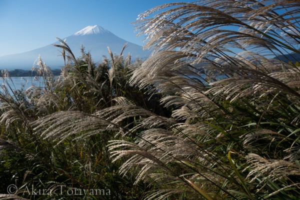 ススキと富士山　初冠雪